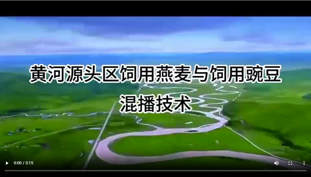 豌豆混播.png