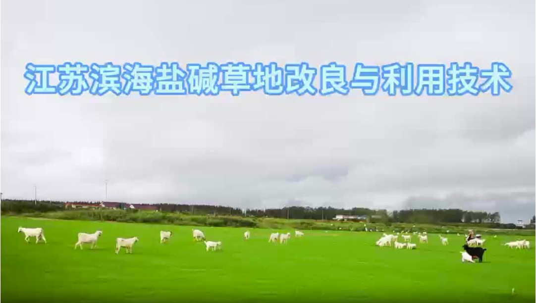 盐碱草地改良.png